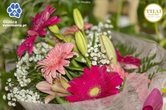 Clinica-Veterinária.pt-Facebook-240