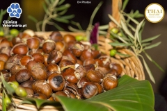 Clinica-Veterinária.pt-Facebook-242